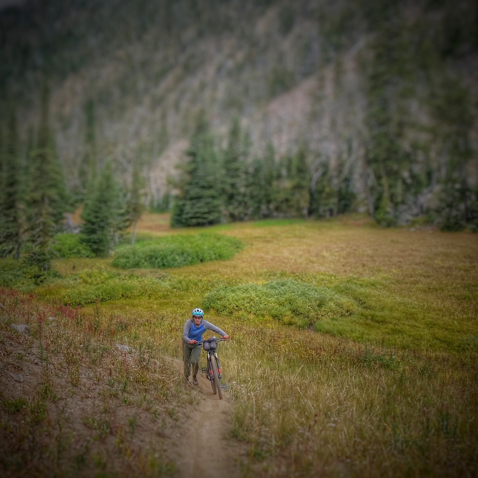 Just marched past a moose