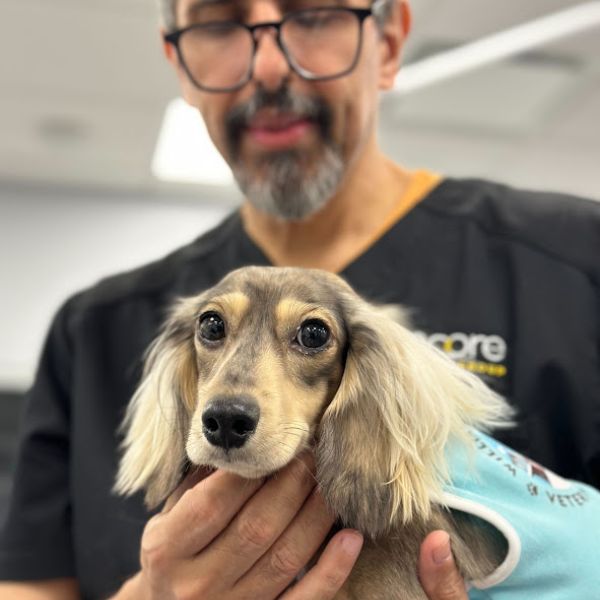 Veterinarian in brooklyn, ny