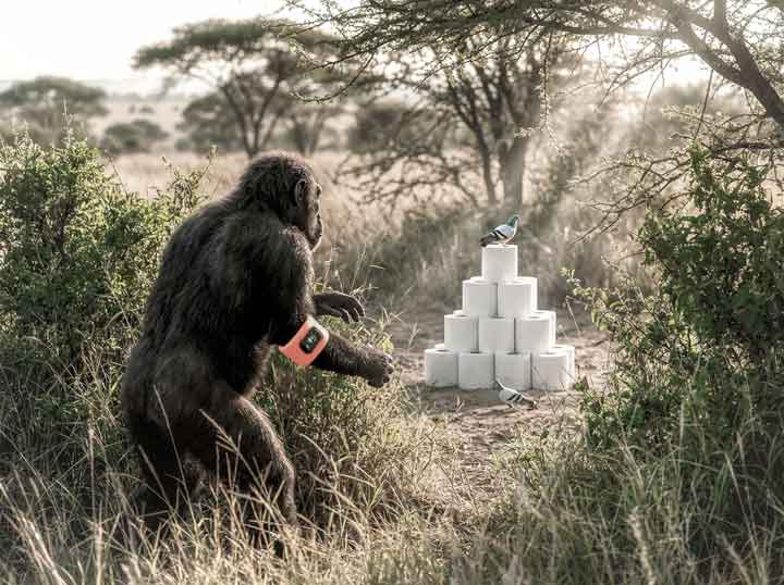 A hominoid in a sunlit savannah approaches a pyramid of toilet paper rolls, watched by two curious birds.