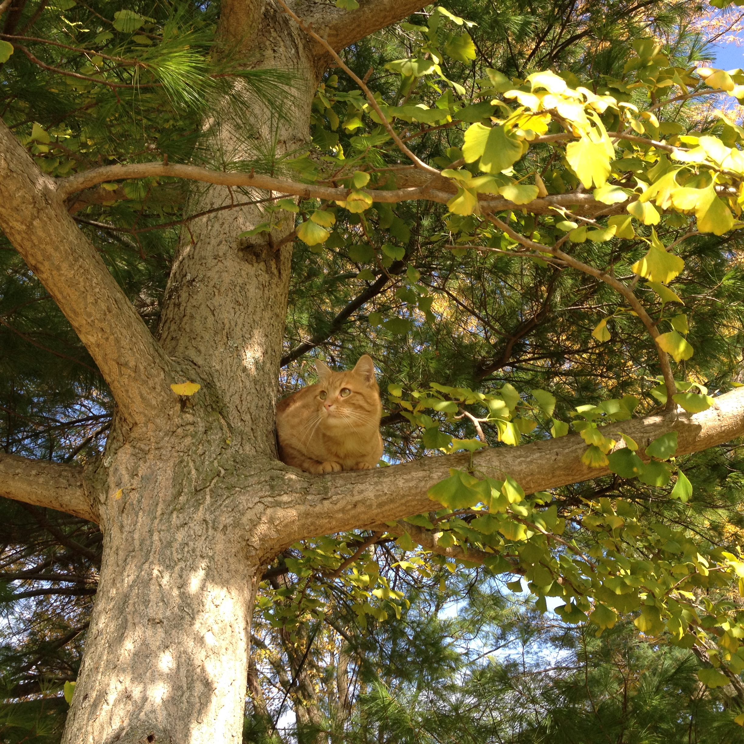 Cell pics Fall 2014 277