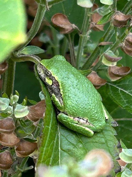 Gray Treefrog in its green form sitting on a green leaf