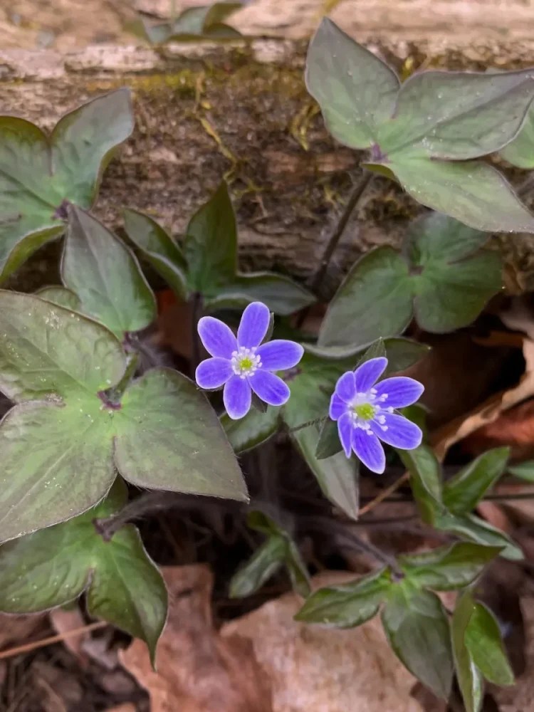Close-up of purple Sharp-lobed Hepatica flowers