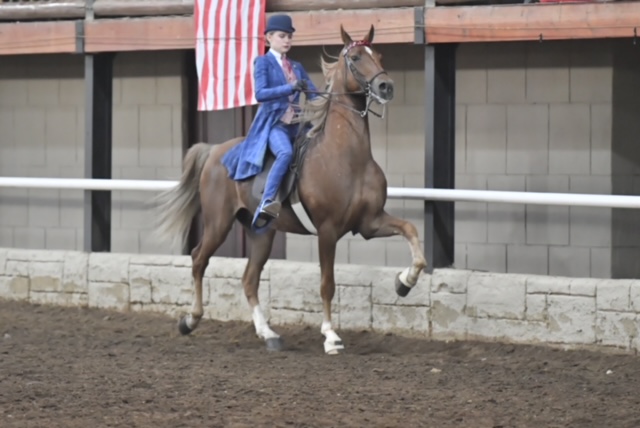 Willow Freshman Brings Home Silver from South African Saddle Seat Competition