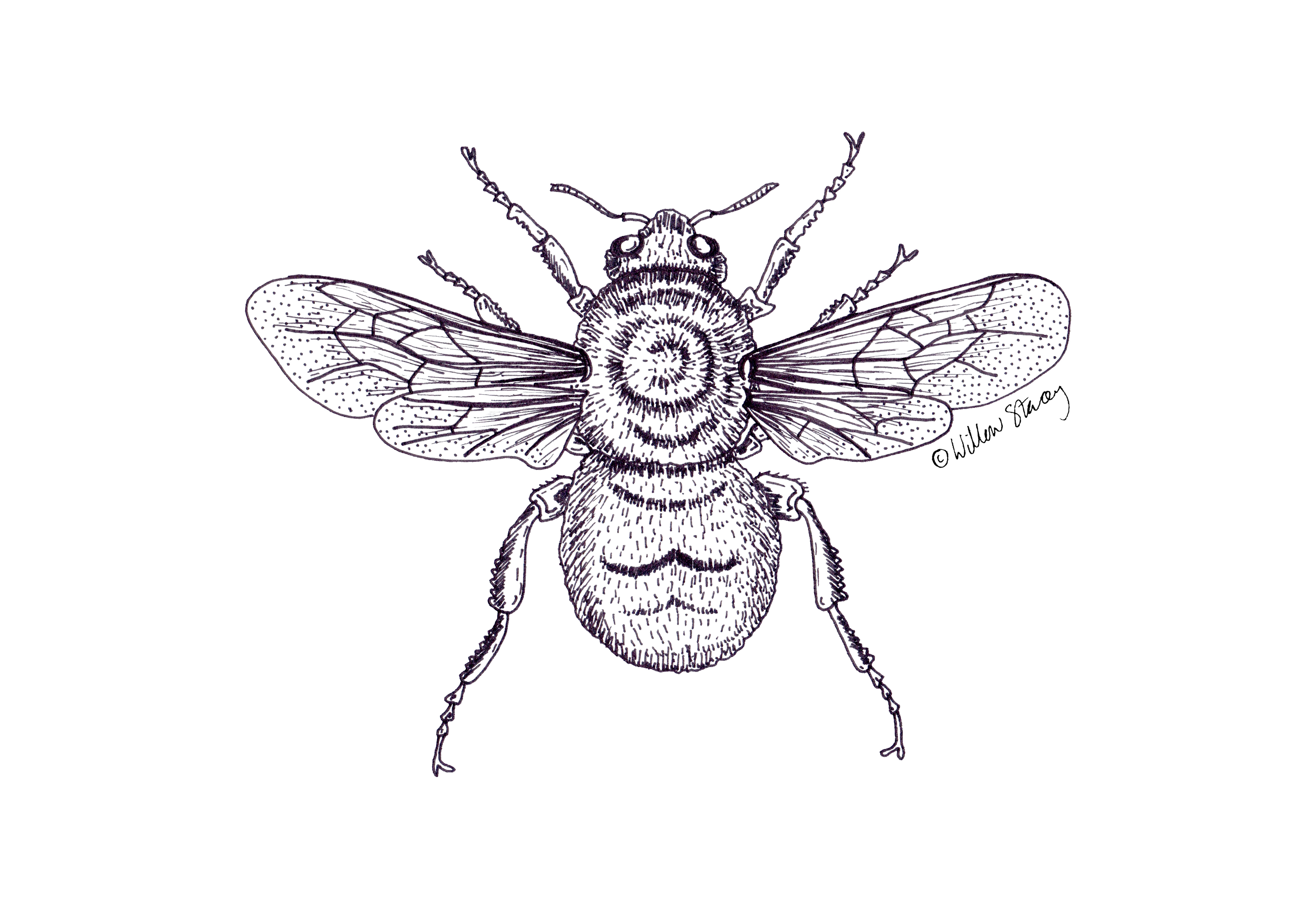 2018, Digitally edited drawing