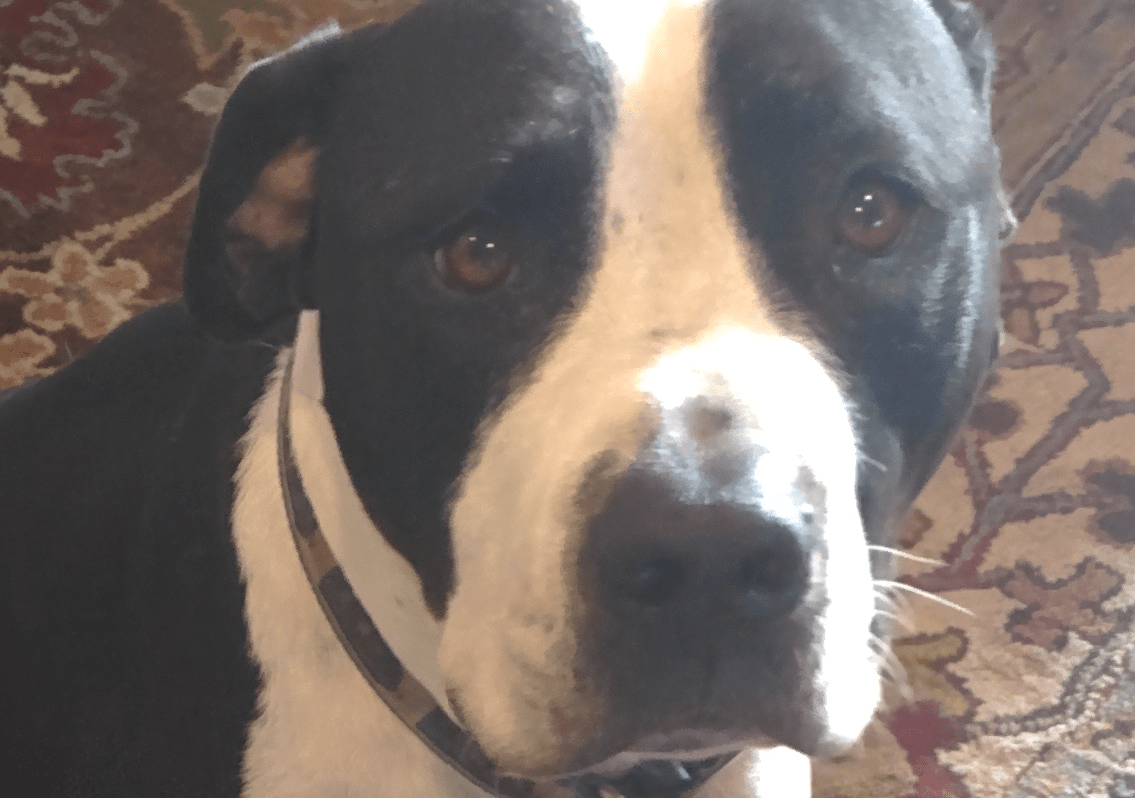Dogshaming Seamus and some other things