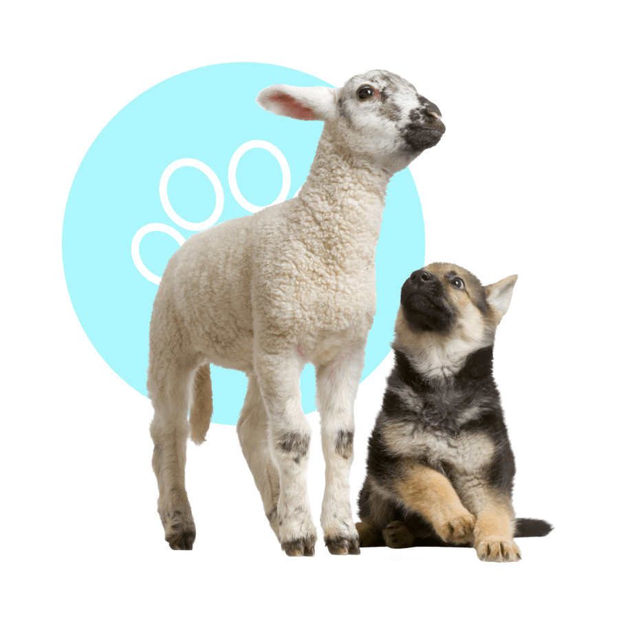 Wilmington, de veterinary reviews