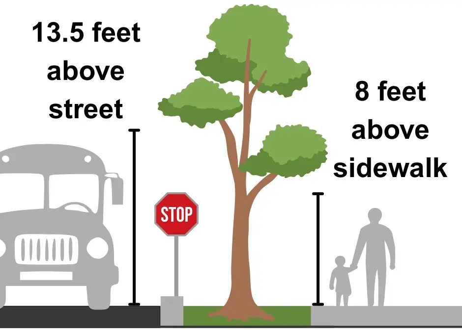 Tree Canopy Clearance