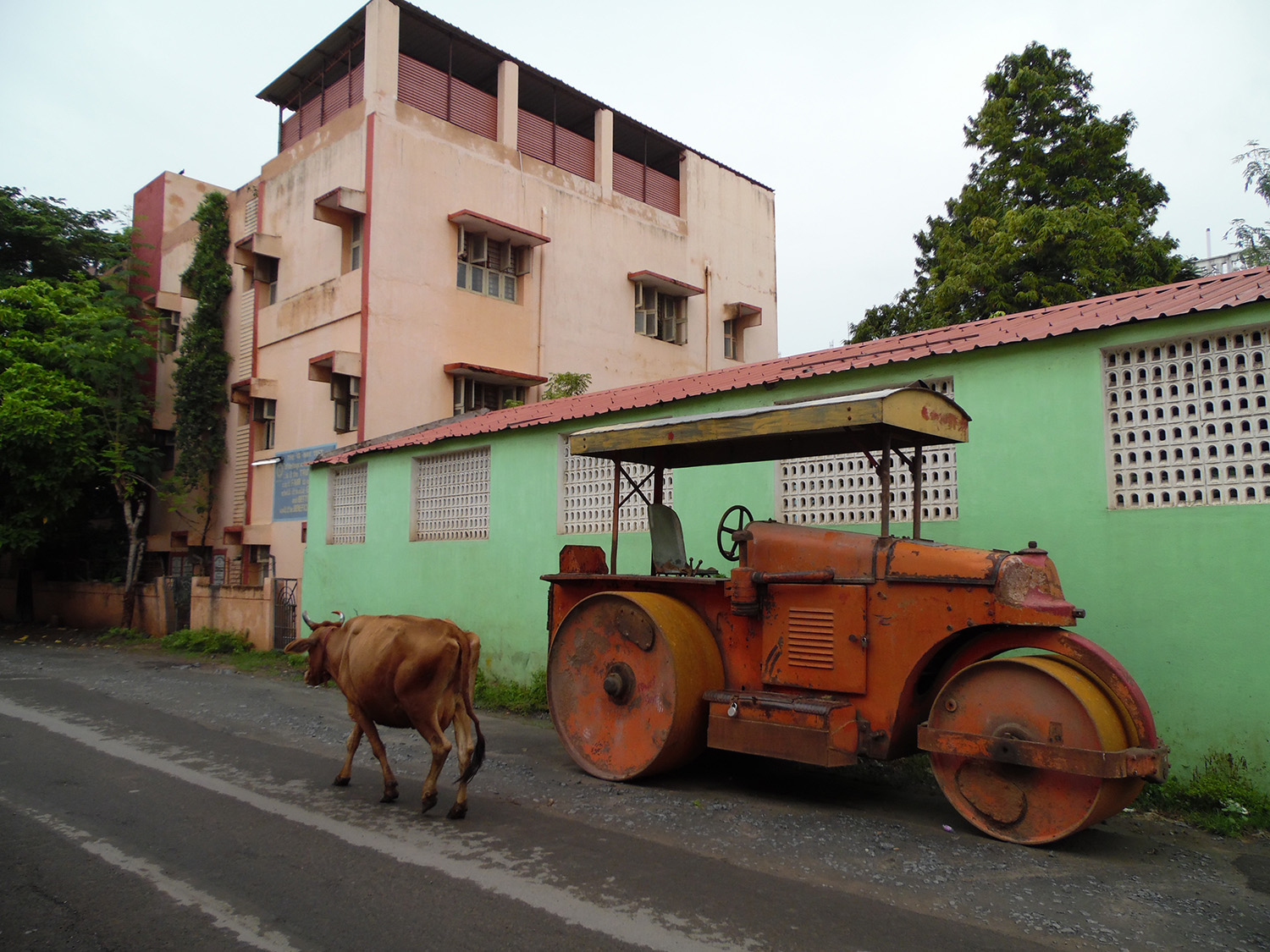 A cow with a steamroller