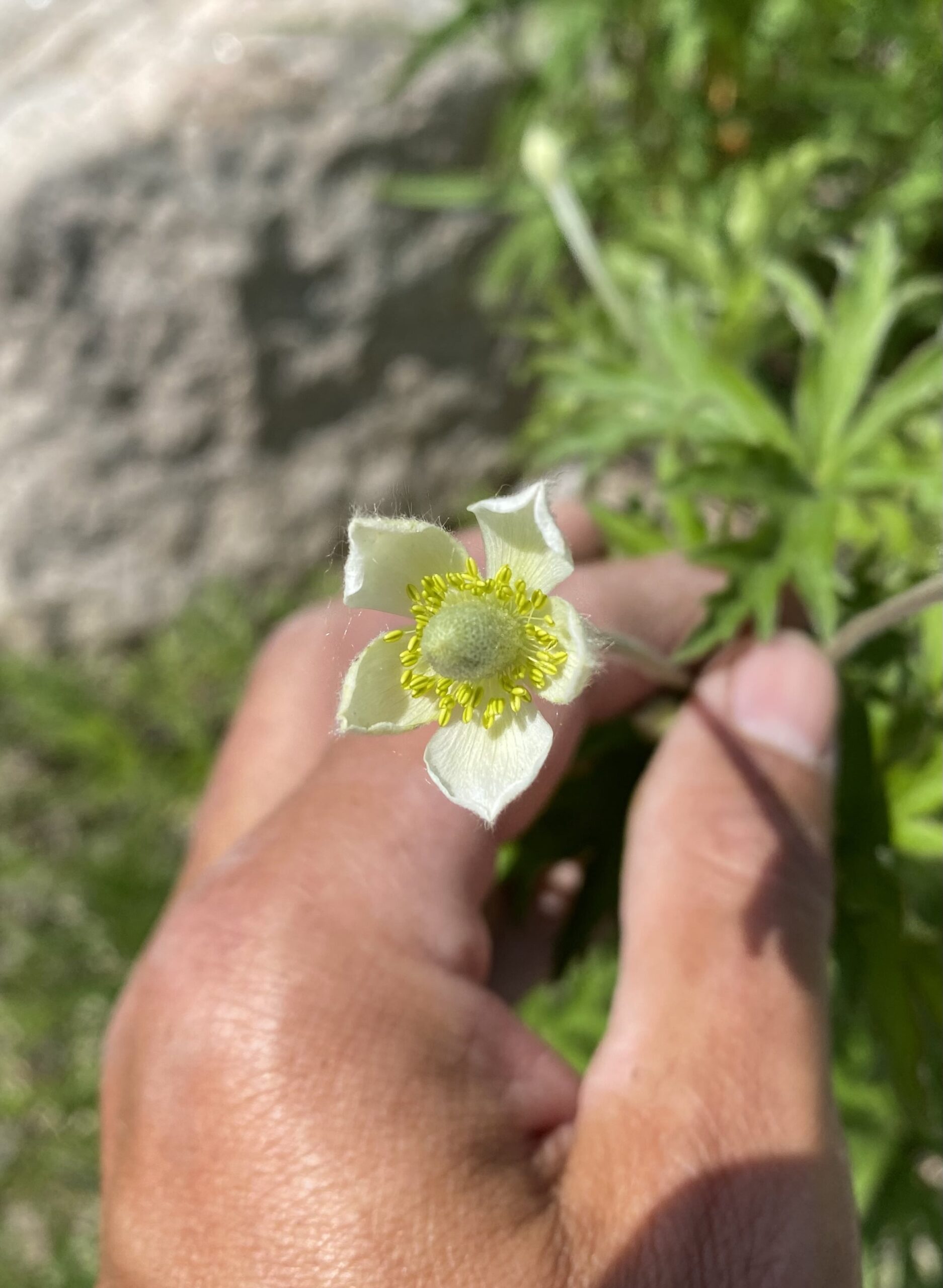Thimbleweed blossom