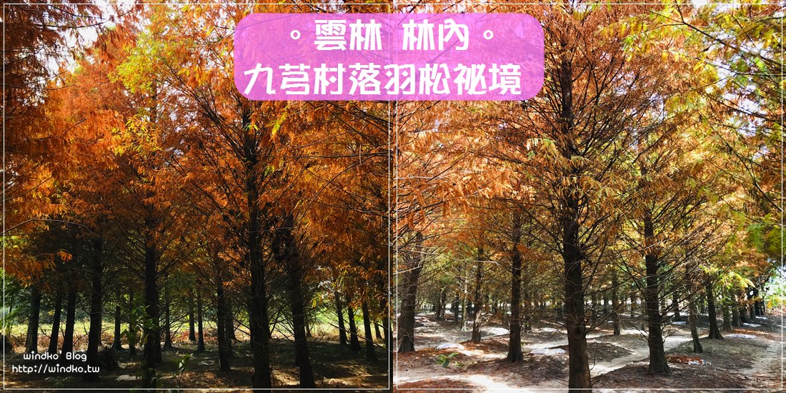 雲林景點∥ 林內九芎村落羽松祕境-2020秋日限定的染紅蕭瑟美景/ IG文青美照熱門打卡點