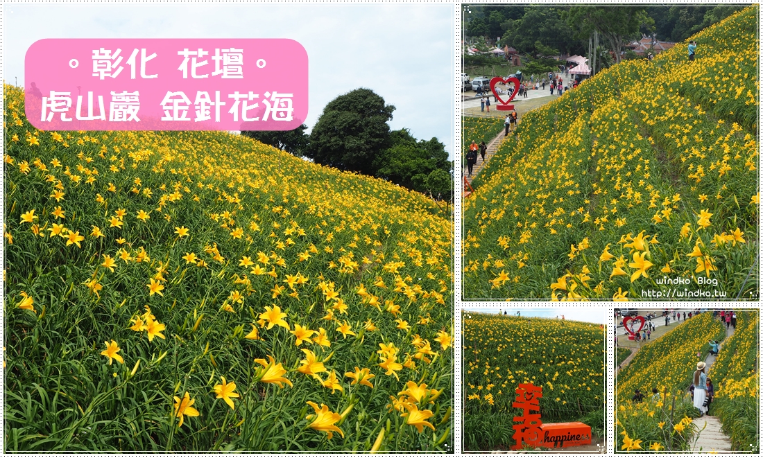 彰化金針花海∥ 花壇虎山巖 滿山金針花盛開了！2021年也是黃金花海美景