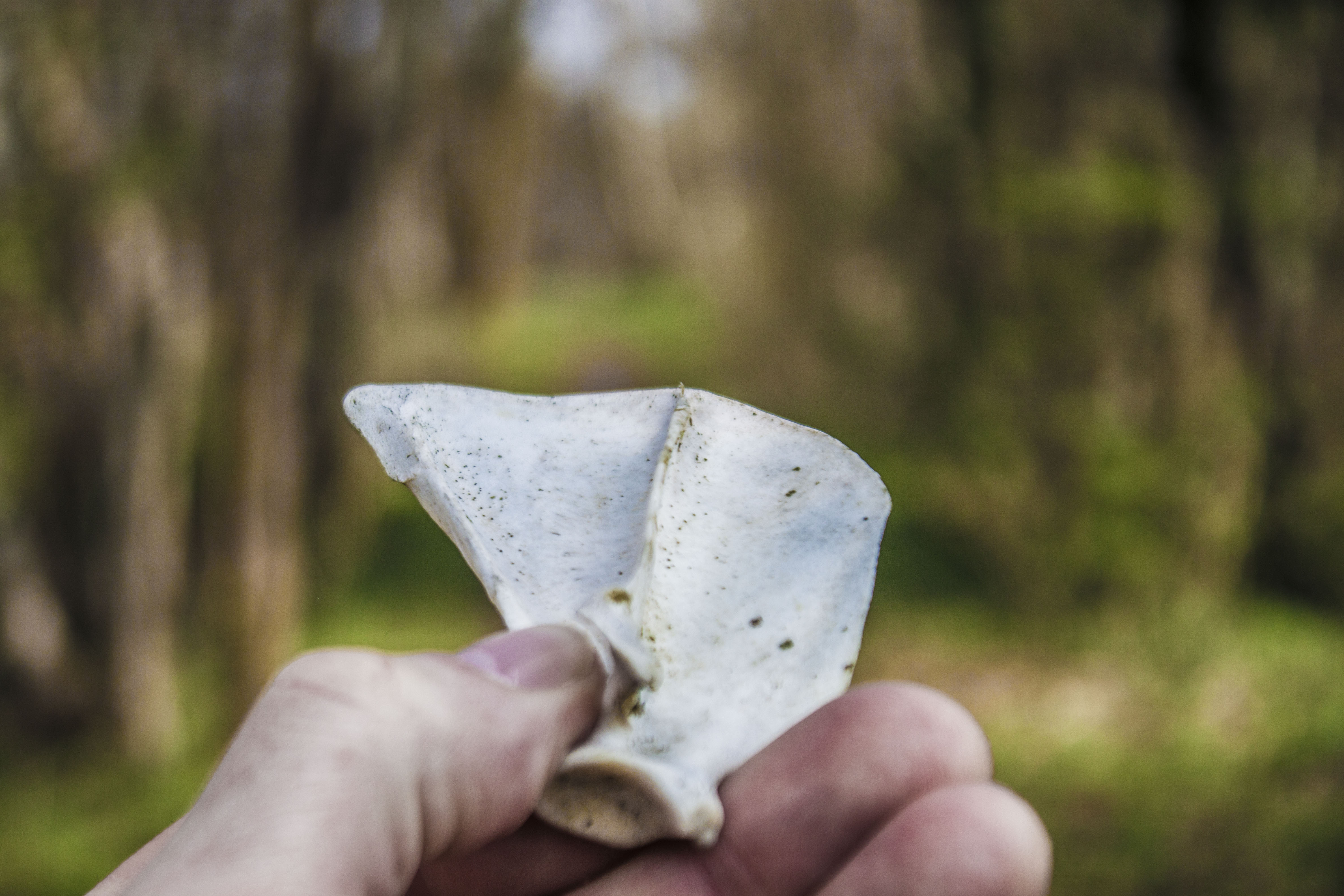 Knochenfund am Stelinger Berg