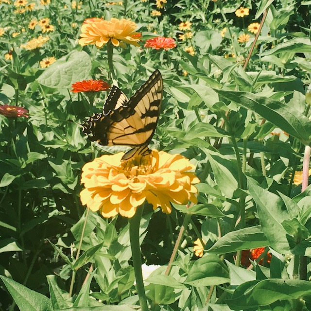 pollinator