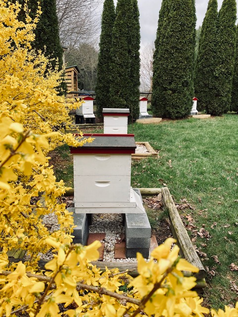 bee boxes