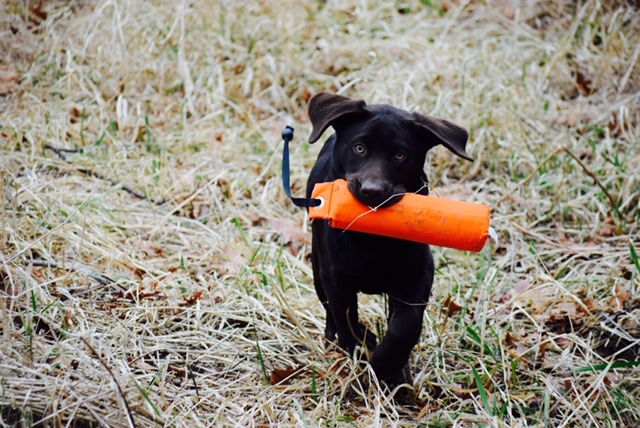 Puppy Tugg with his bumper