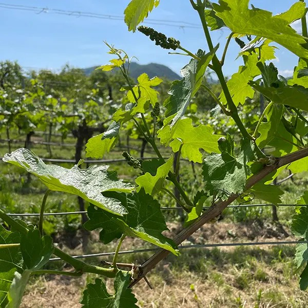 Walter Lahrnsteig - Wachau