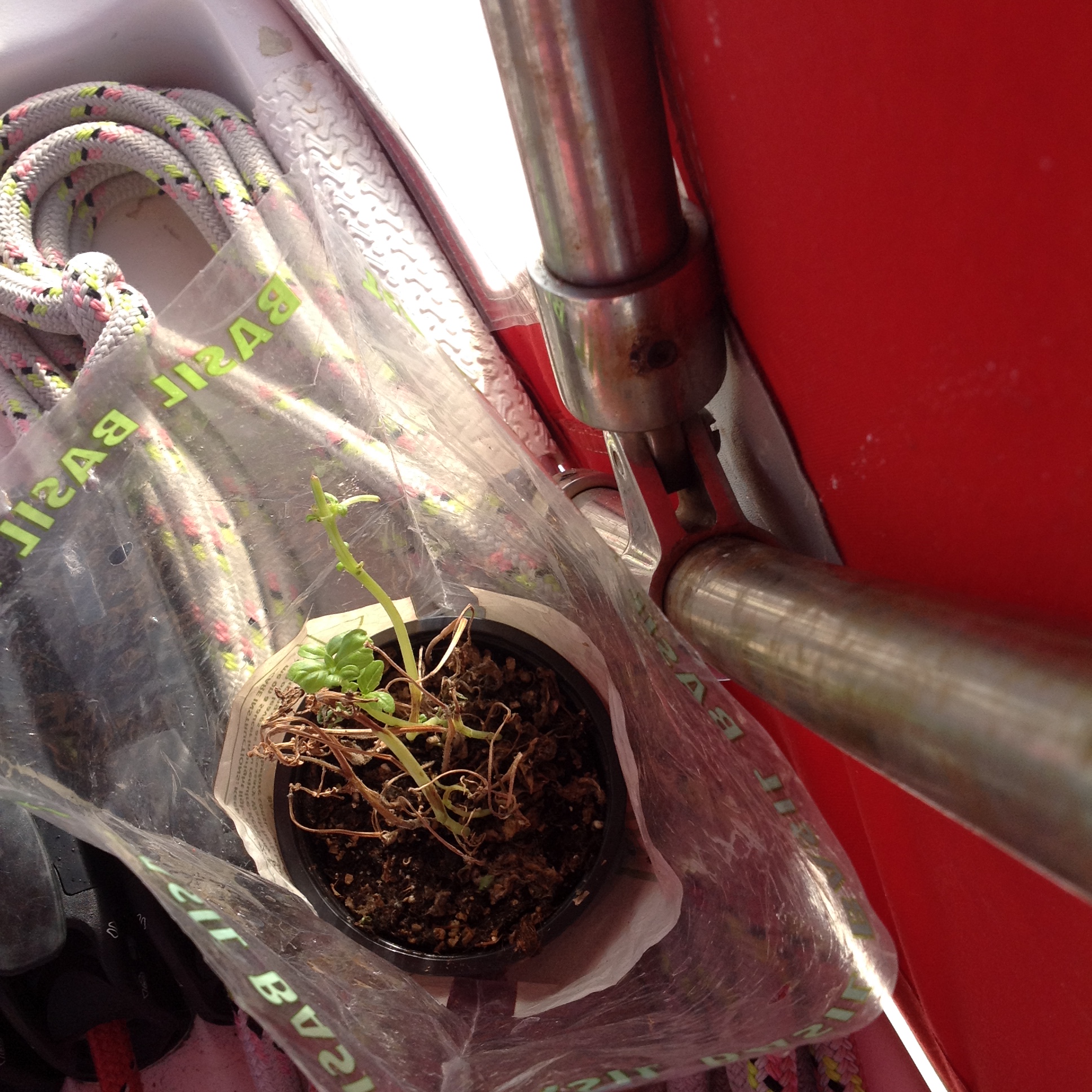 Leaner times for Cruising Basil