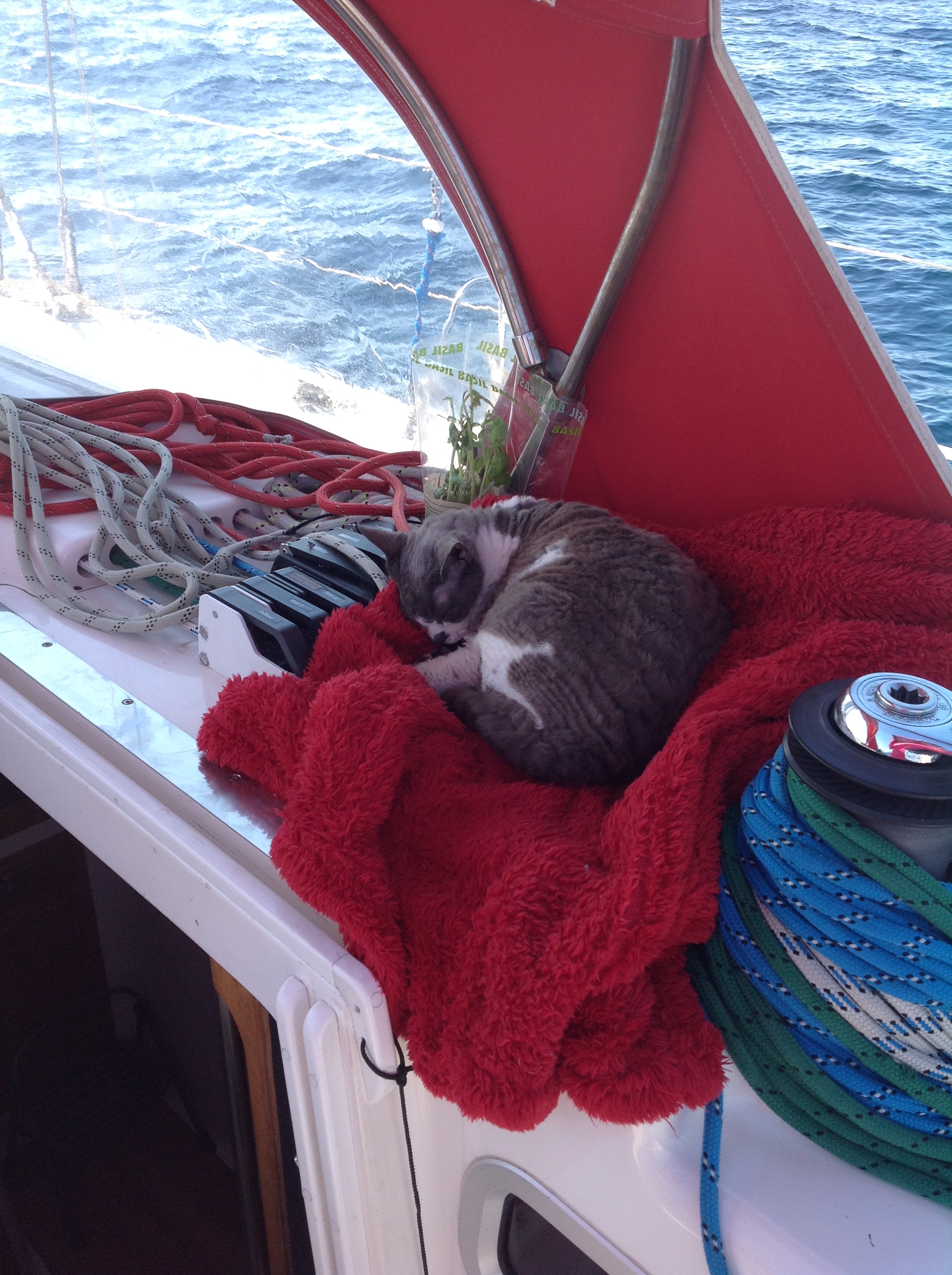 Cruising basil with his good friend Smudge the 2016 ships cat