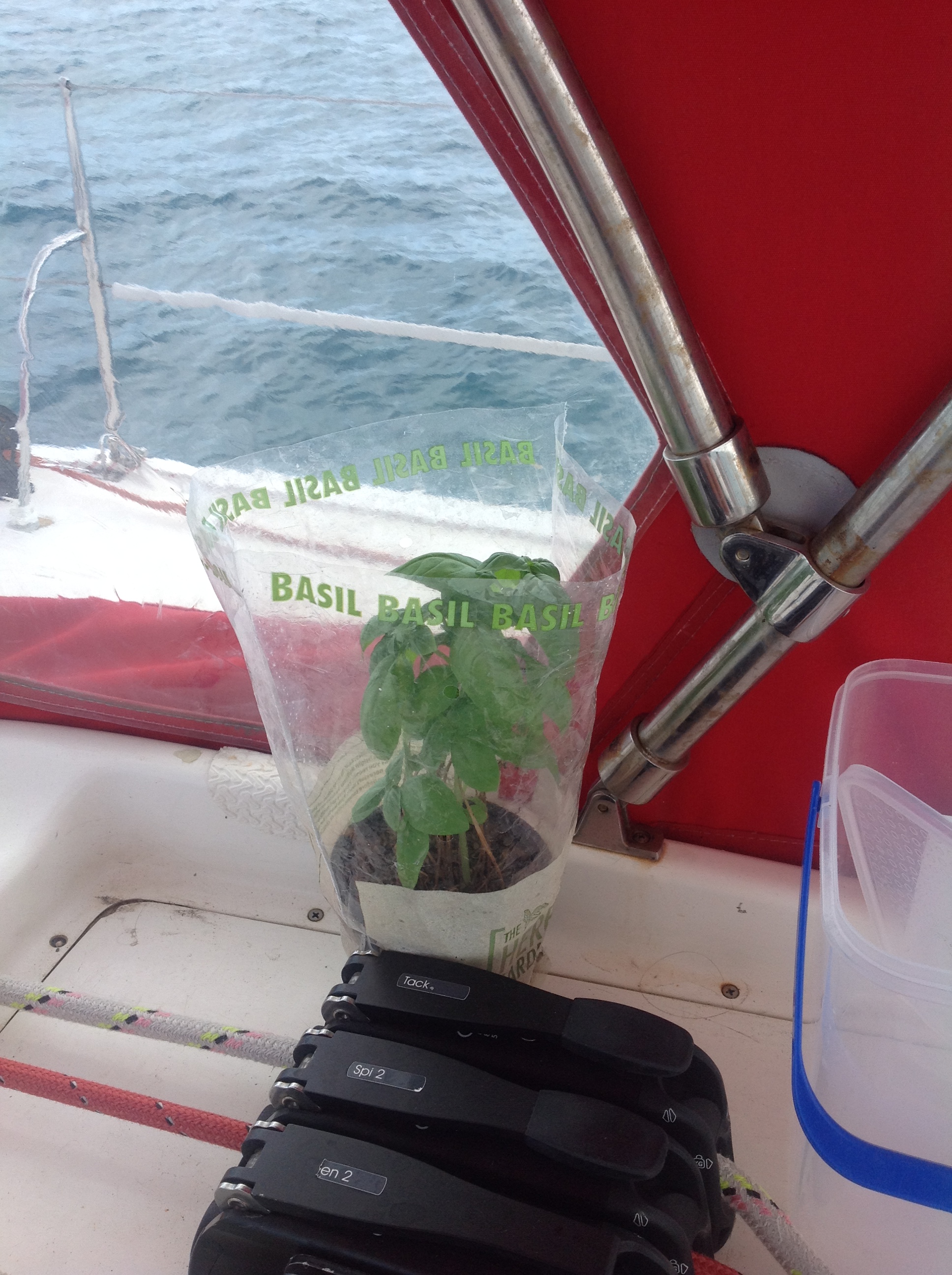 Cruising Basil makes a comeback