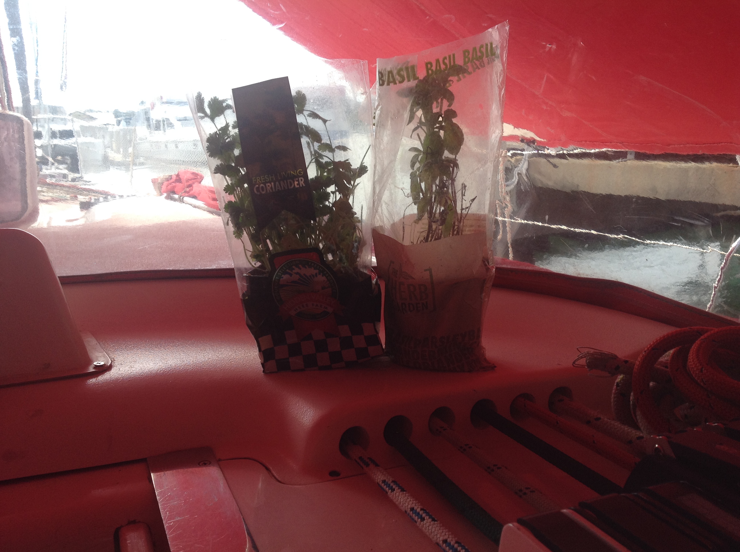 Cruising Basil and his new friend Killick Cilantro