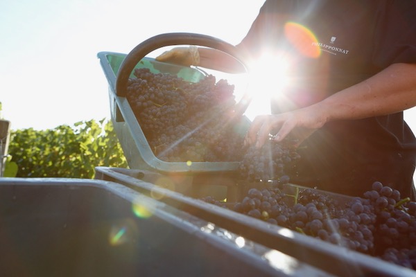 Champagne Philipponnat