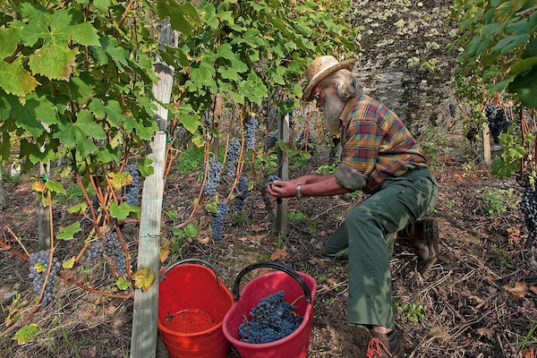 Maria Marchetti Luisa WI07917