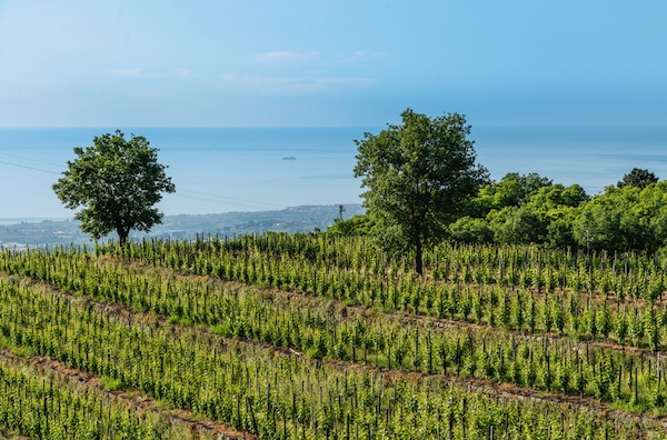 Milo. I vigneti della cantina Maugeri