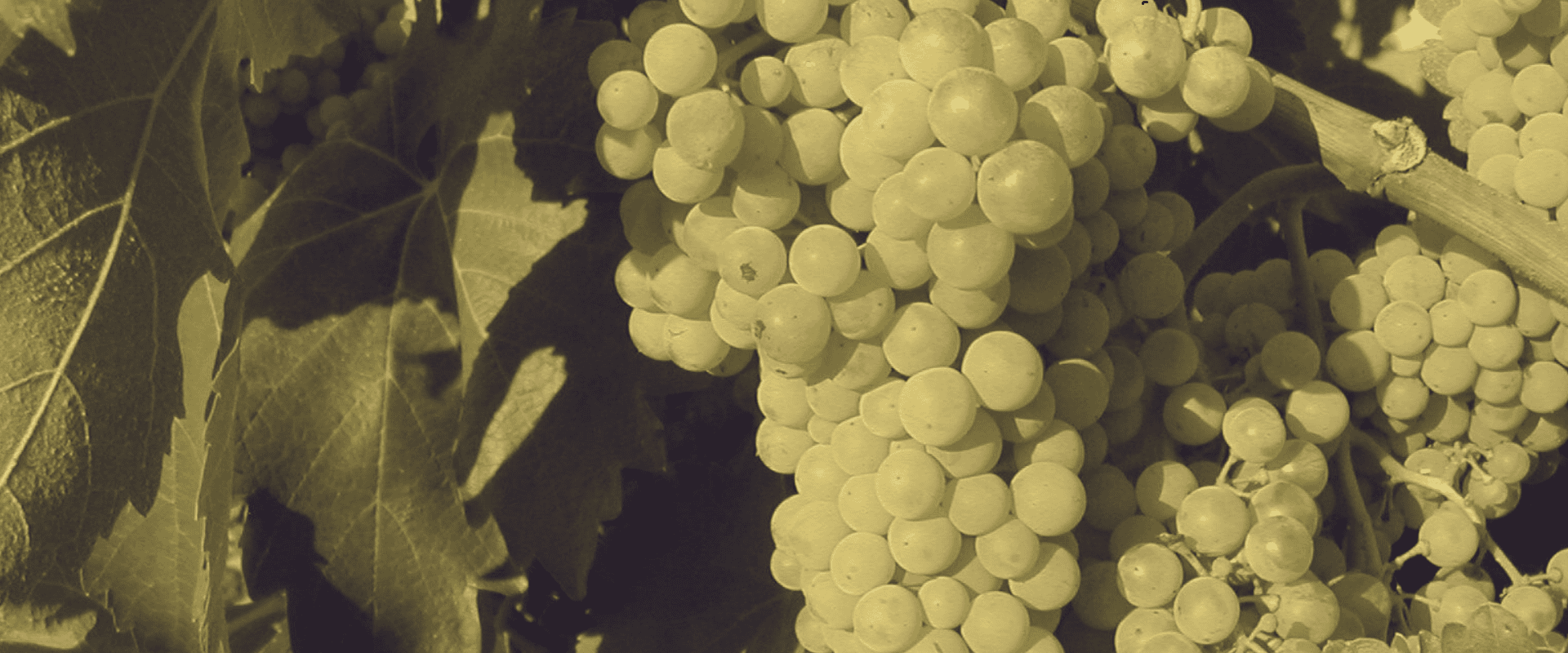 Macabeo: polivalente e surpreendente - Wine Fun
