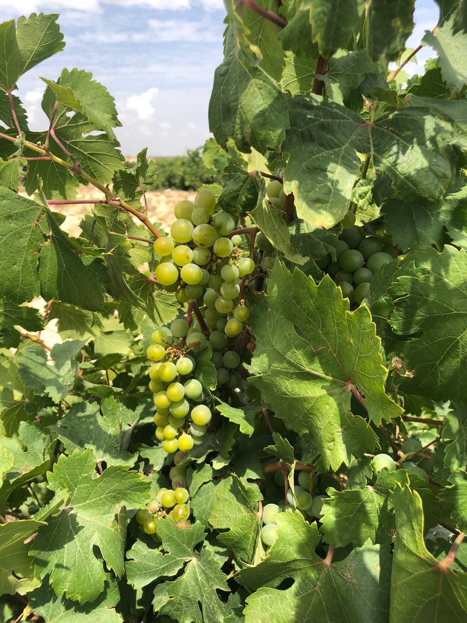 Gonzalez_Byass_Angel_de_Vinas_2