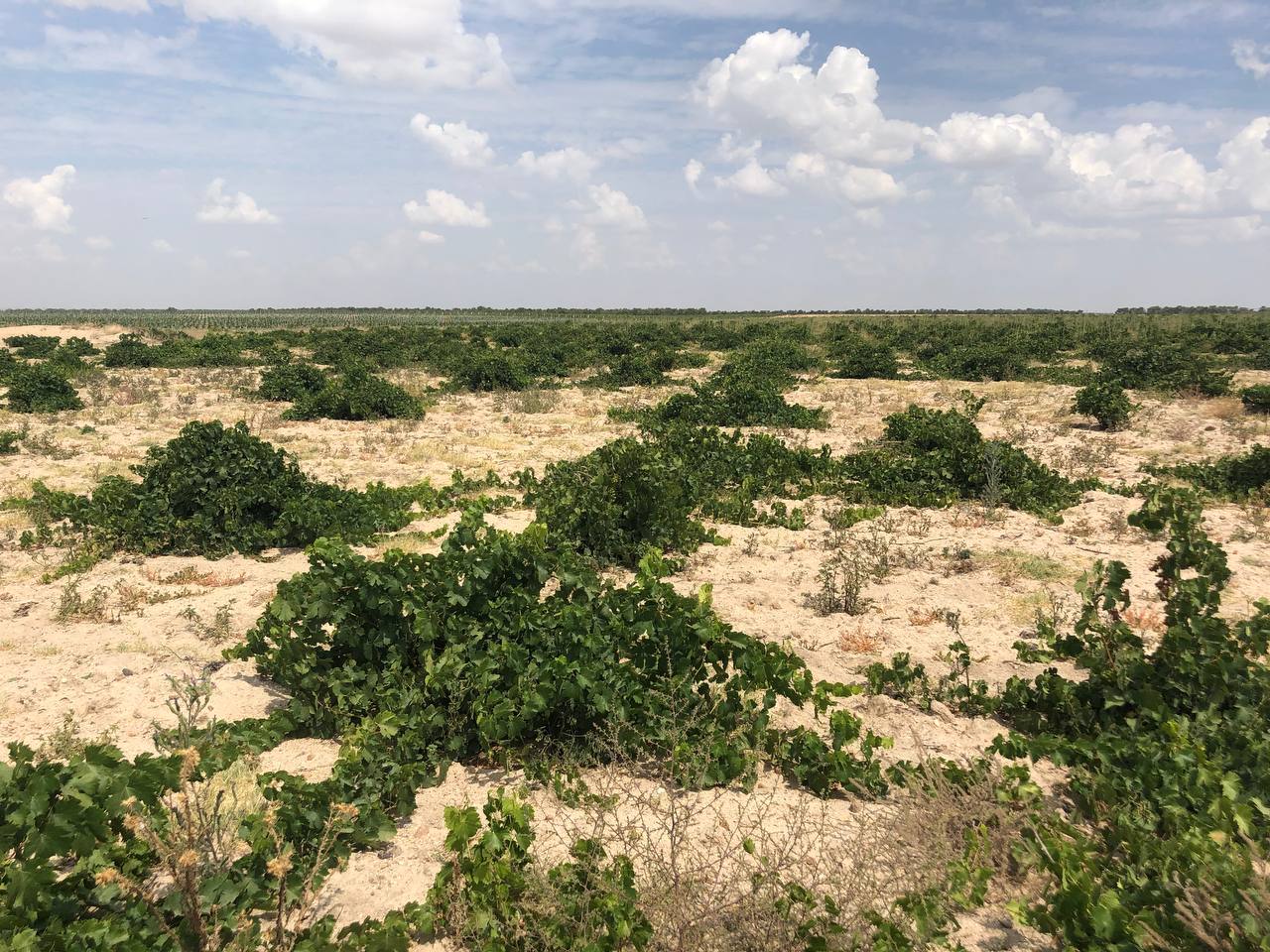 Gonzalez_Byass_Angel_de_Vinas_3