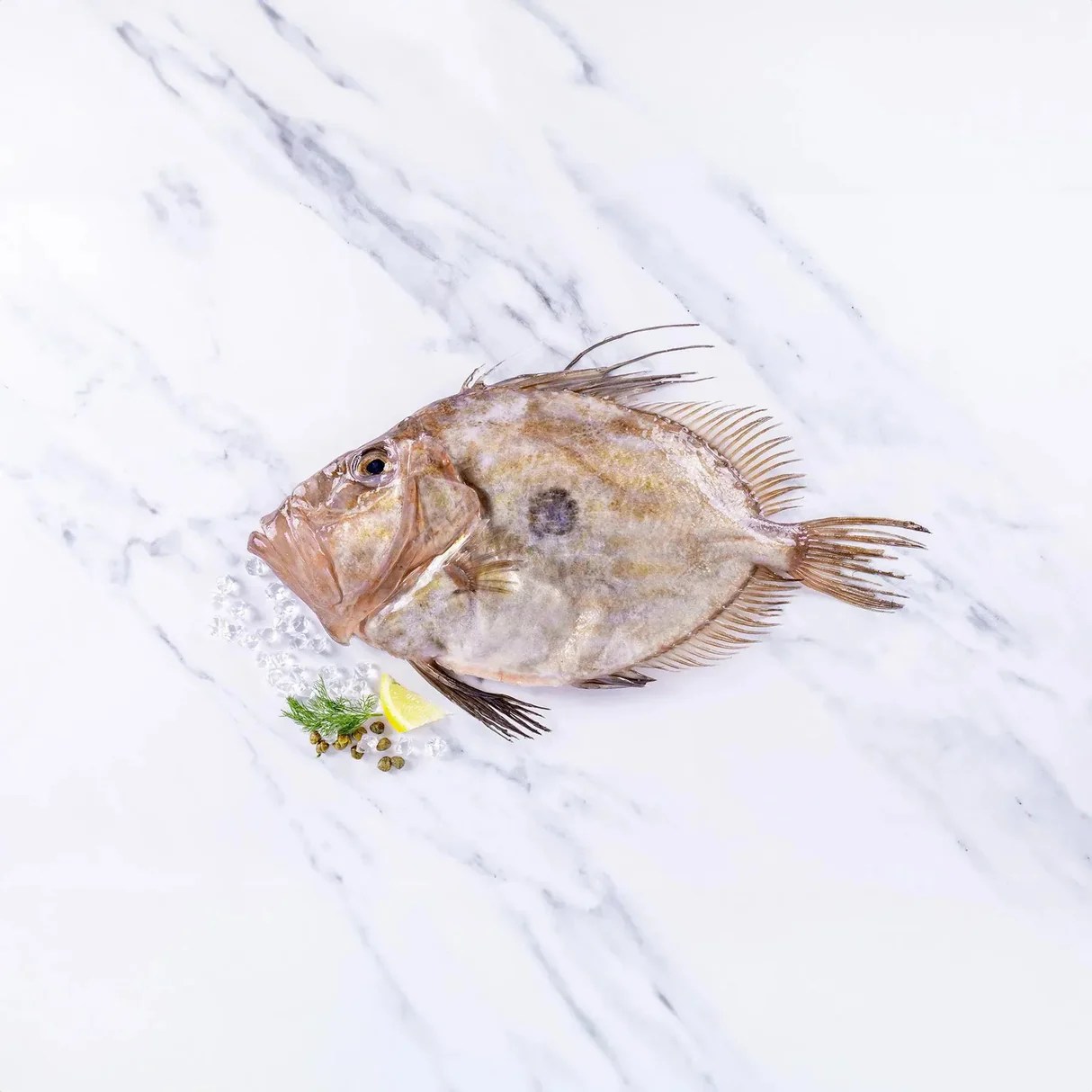 Fresh John Dory seafood photographed for Wing of St Mawes
