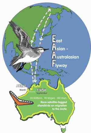 bird australia around migratory flight map awareness amellia formby zoologist microlight preparing pilot turned fly flying wing threads