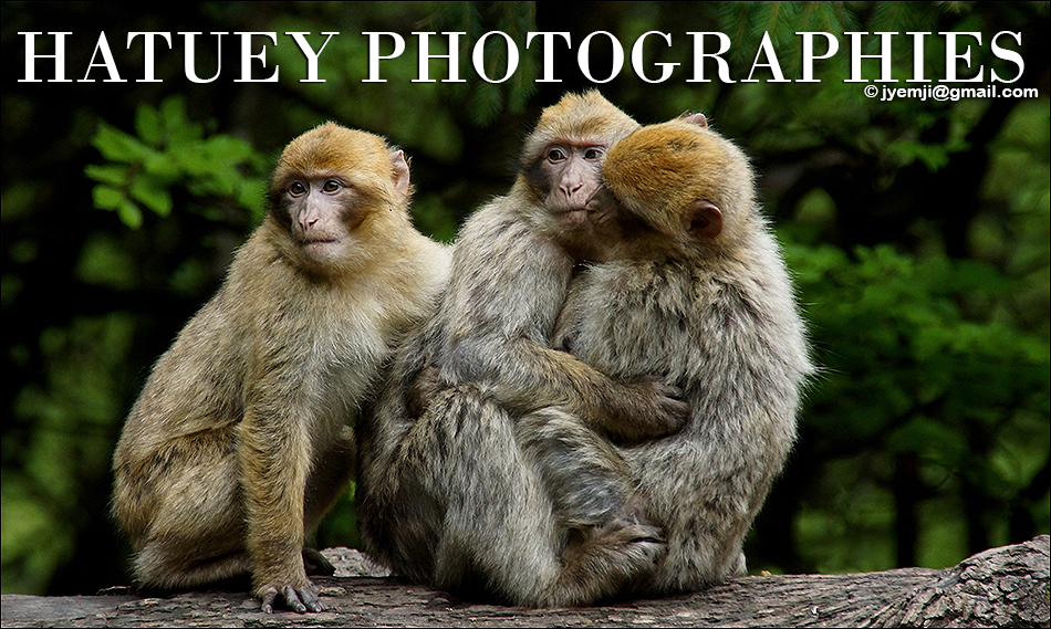 Kintzheim Montagne des Singes ,Photographies en Alsace par © Hatuey Photographies