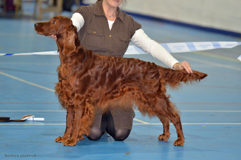 Setter and Pointer 2012
