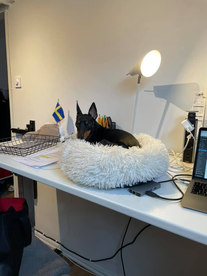 English Toy Terrier ligger i en bädd uppe på skrivbordet