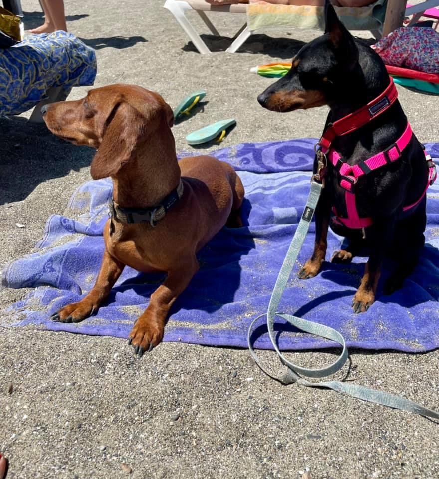 Två små hundar sitter på en handduk på stranden en är en tax den andra English Toy Terrier