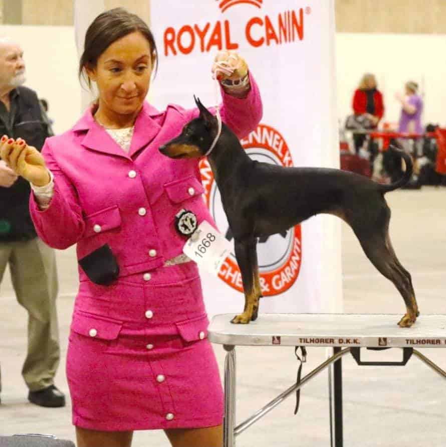 Kennel Winsome flames English Toy terrier sansa visar upp sig på en utställning