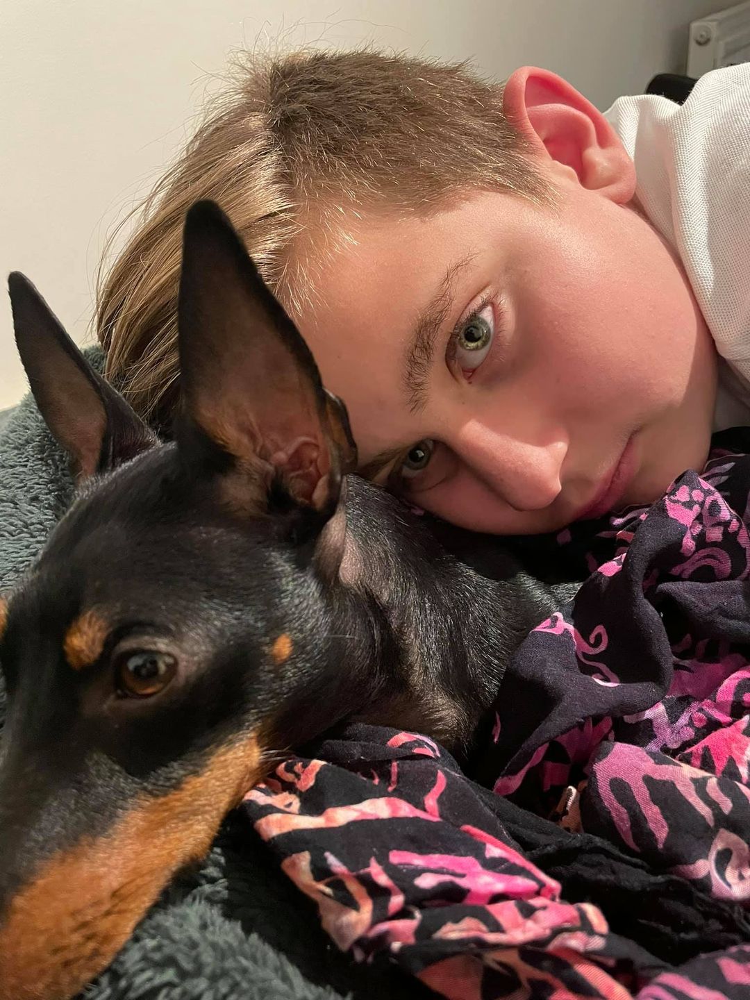 English Toy Terrier ligger och myser på soffan med en pojke