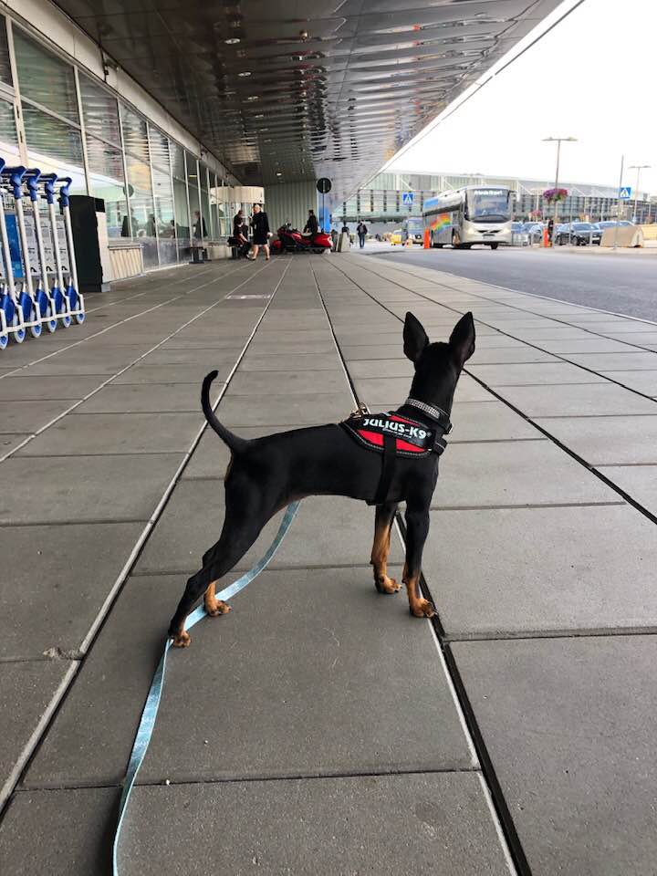 flyga med hund english toy terrier