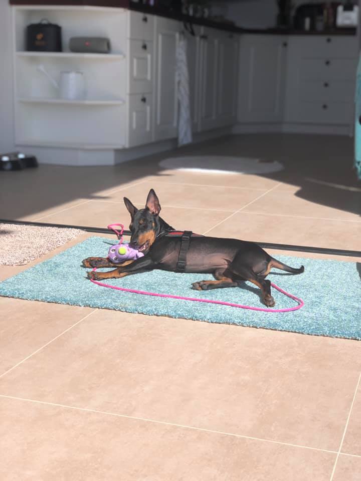 English Toy Terrier valpar
