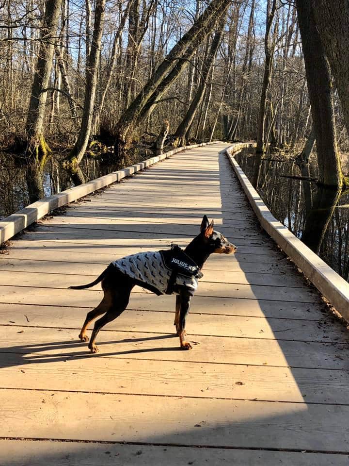 English Toy Terrier valp som är på promenad i en tröja