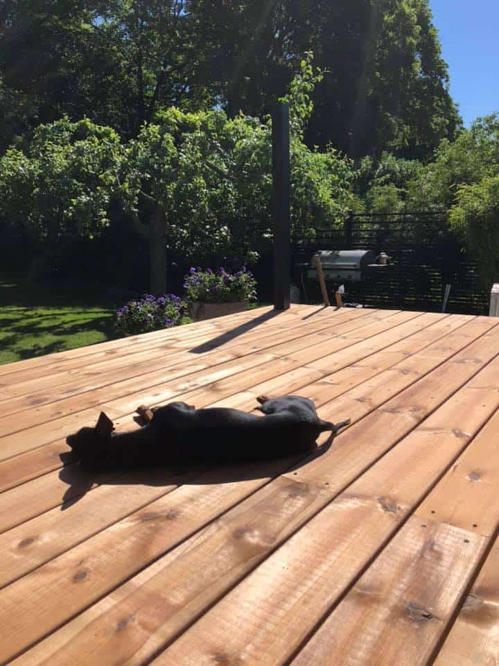 english toy terrier ligger och solar på ett trädäck