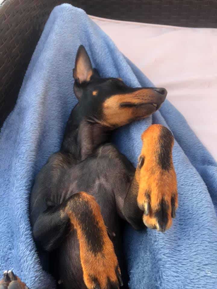 Mysig english toy terrier som vilar på en filt i famnen på sin ägare