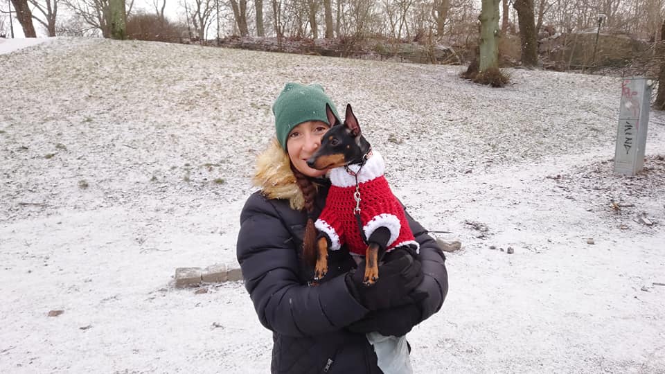 English Toy Terrier i julkäder med sin ägare en park i Stockholm