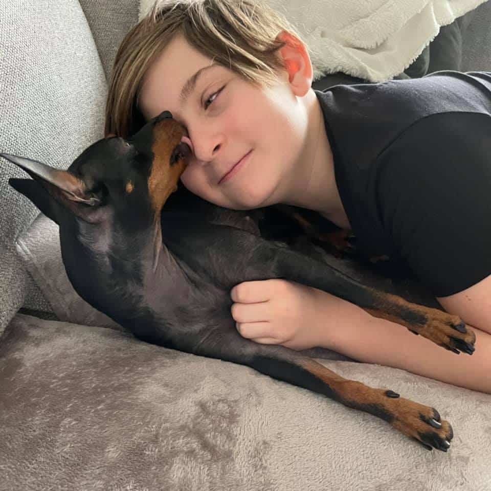 English Toy terrier som myser i soffan och slickar en pojke på näsan