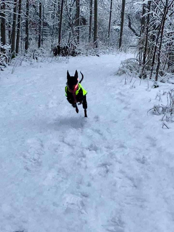 En English Toy Terrier med värmande kläder och reflexväst skuttar fram i snön