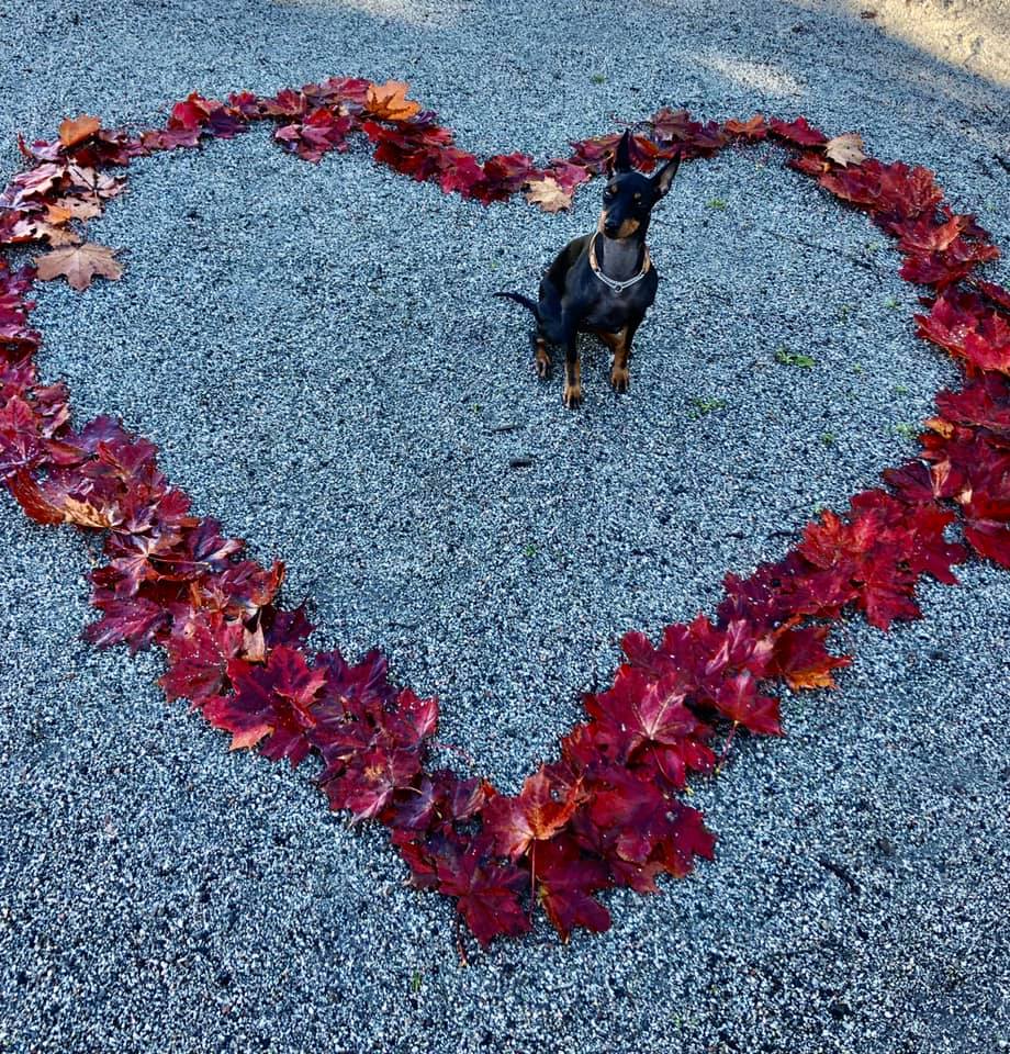 I ett hjärta av höstlöv sitter en English Toy terrier