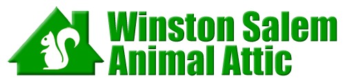 Winston salem animal attic, wildlife control in north carolina