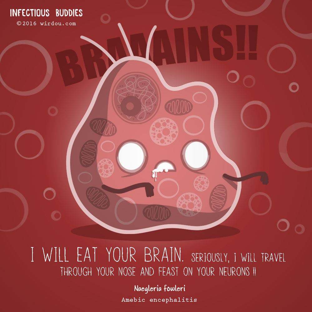 brain-eating-amoeba