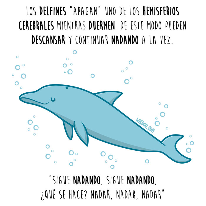 delfines-dormir-español-para-web